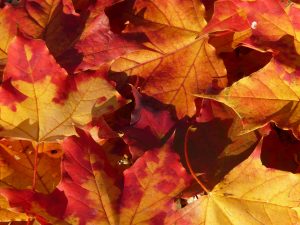 autumn_journal_leaves