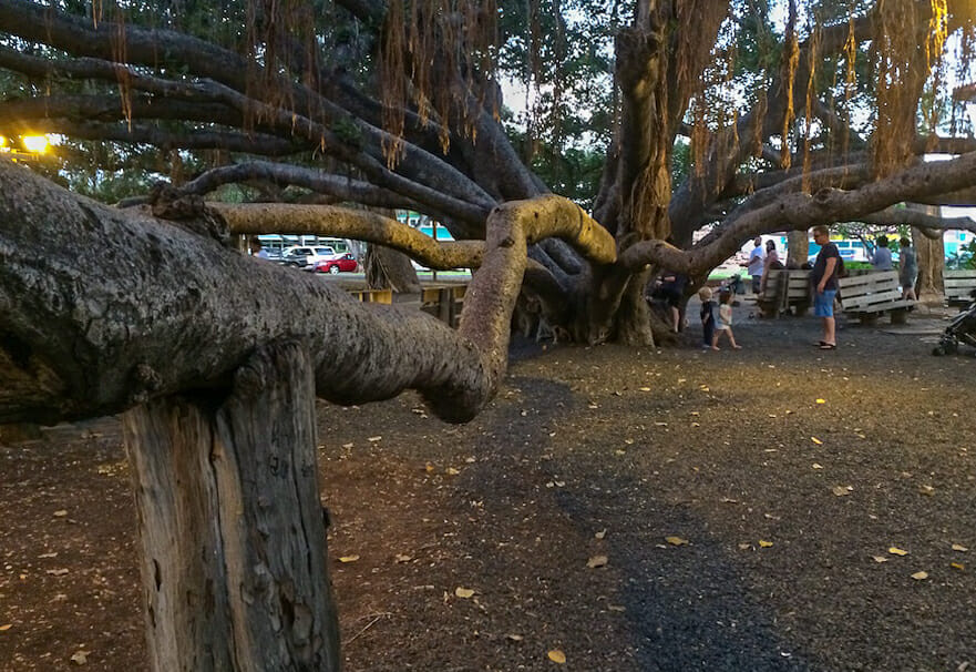 Banyan Tree in Lahaina