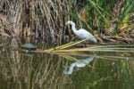 The tortoise and the egret