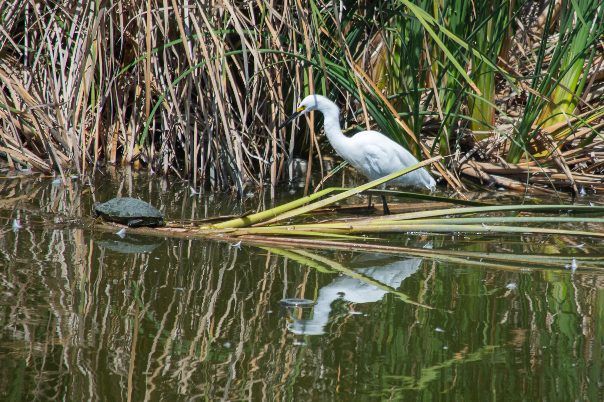 The tortoise and the egret