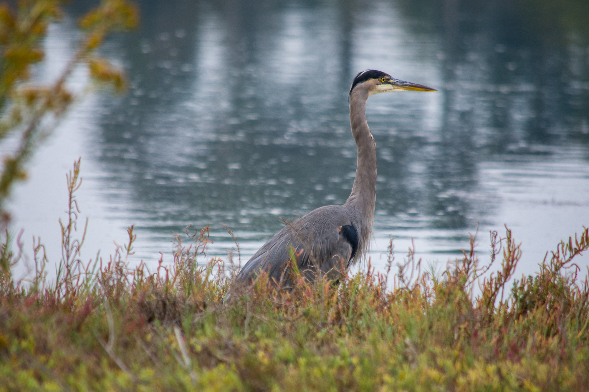 The blue heron scouts his domain
