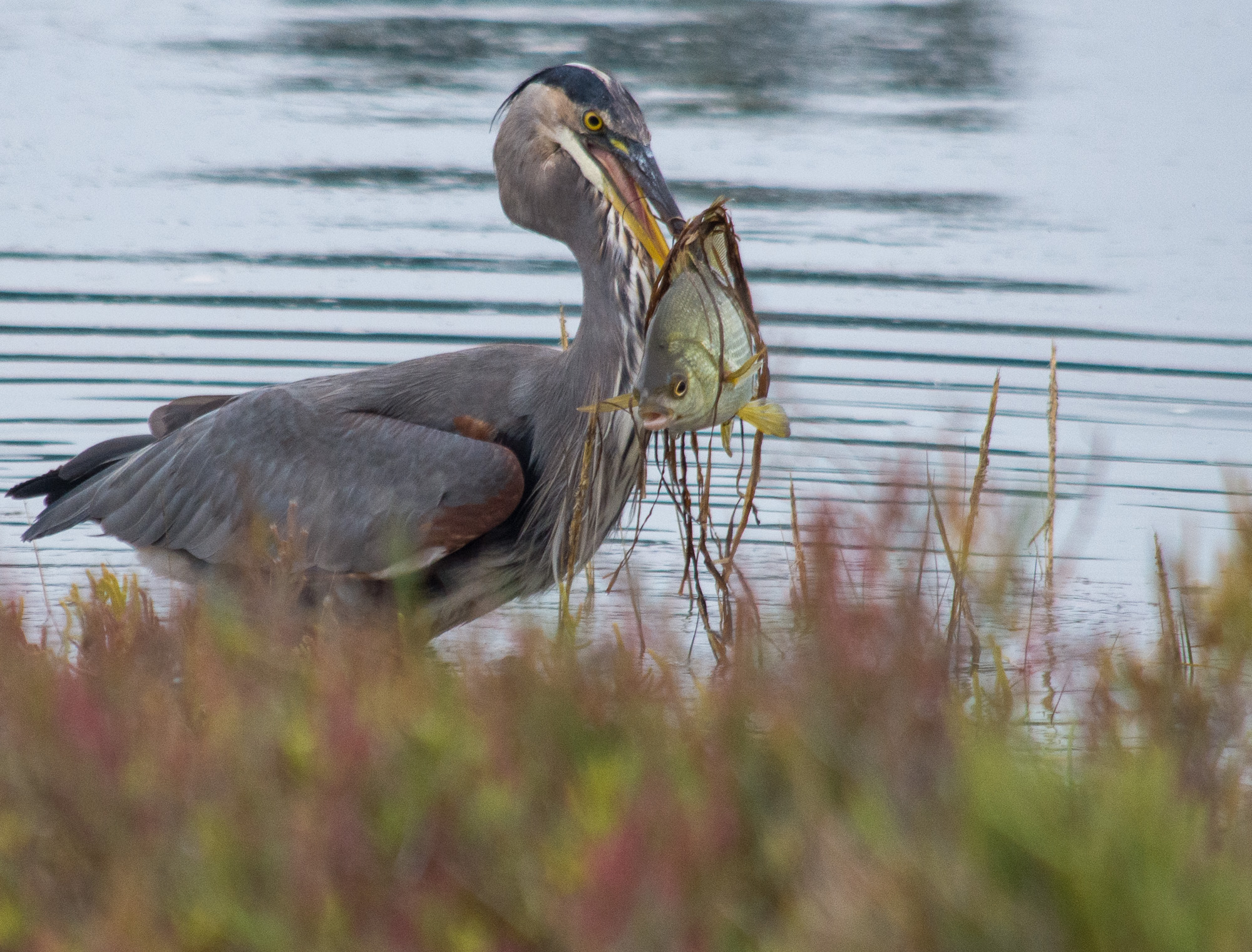 Score! At Bataquitos Lagoon, this blue heron plucks breakfast from the water.