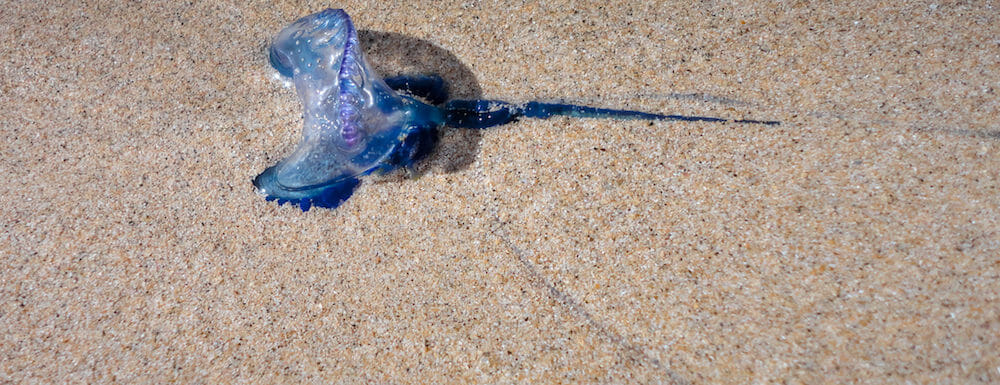 20120517 Jellyfish -DSC01067.jpg