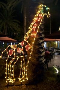 Giraffe at Jungle Bells - San Diego Zoo - DSC_2335