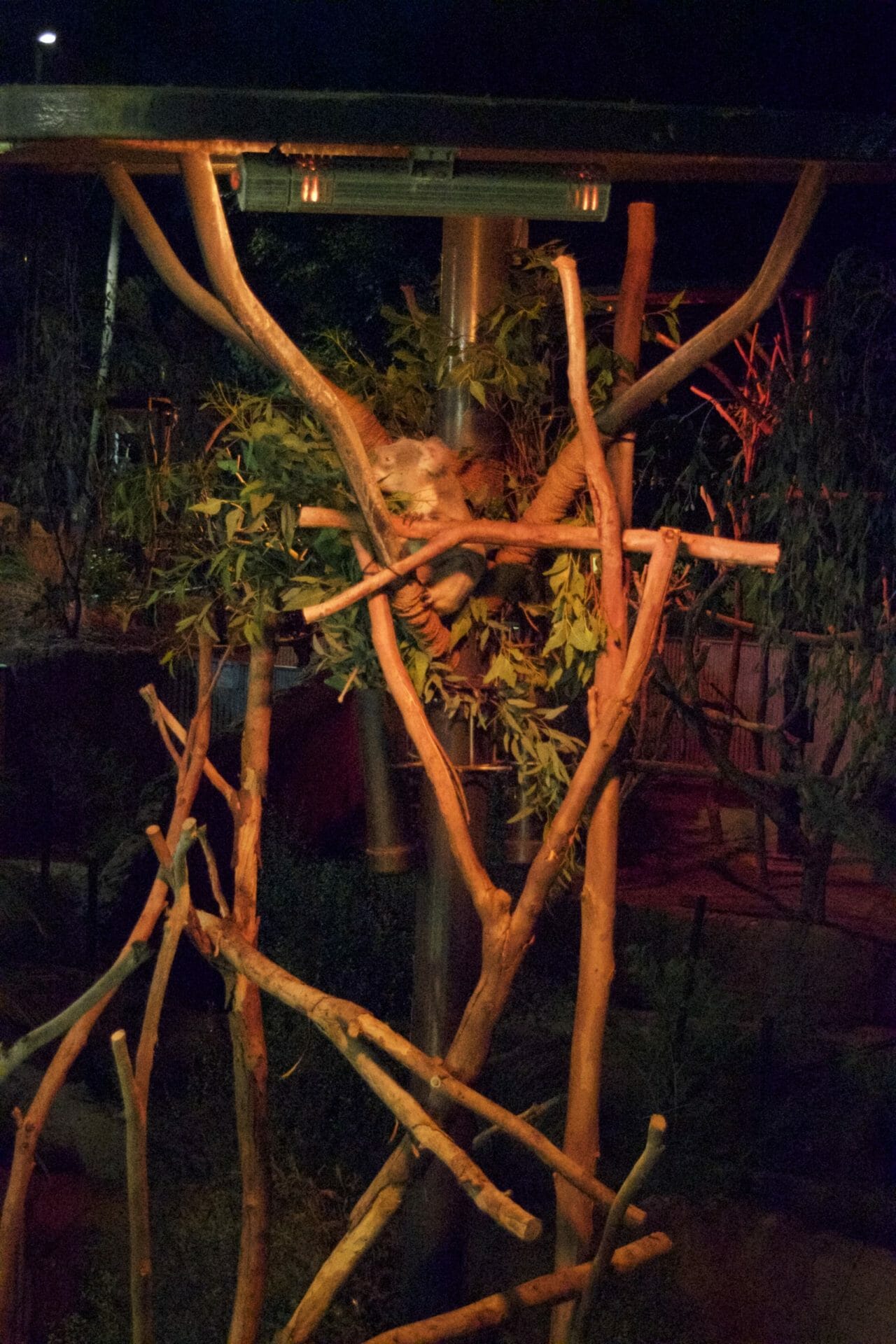 Koalas at Jungle Bells - San Diego Zoo - DSC_2339