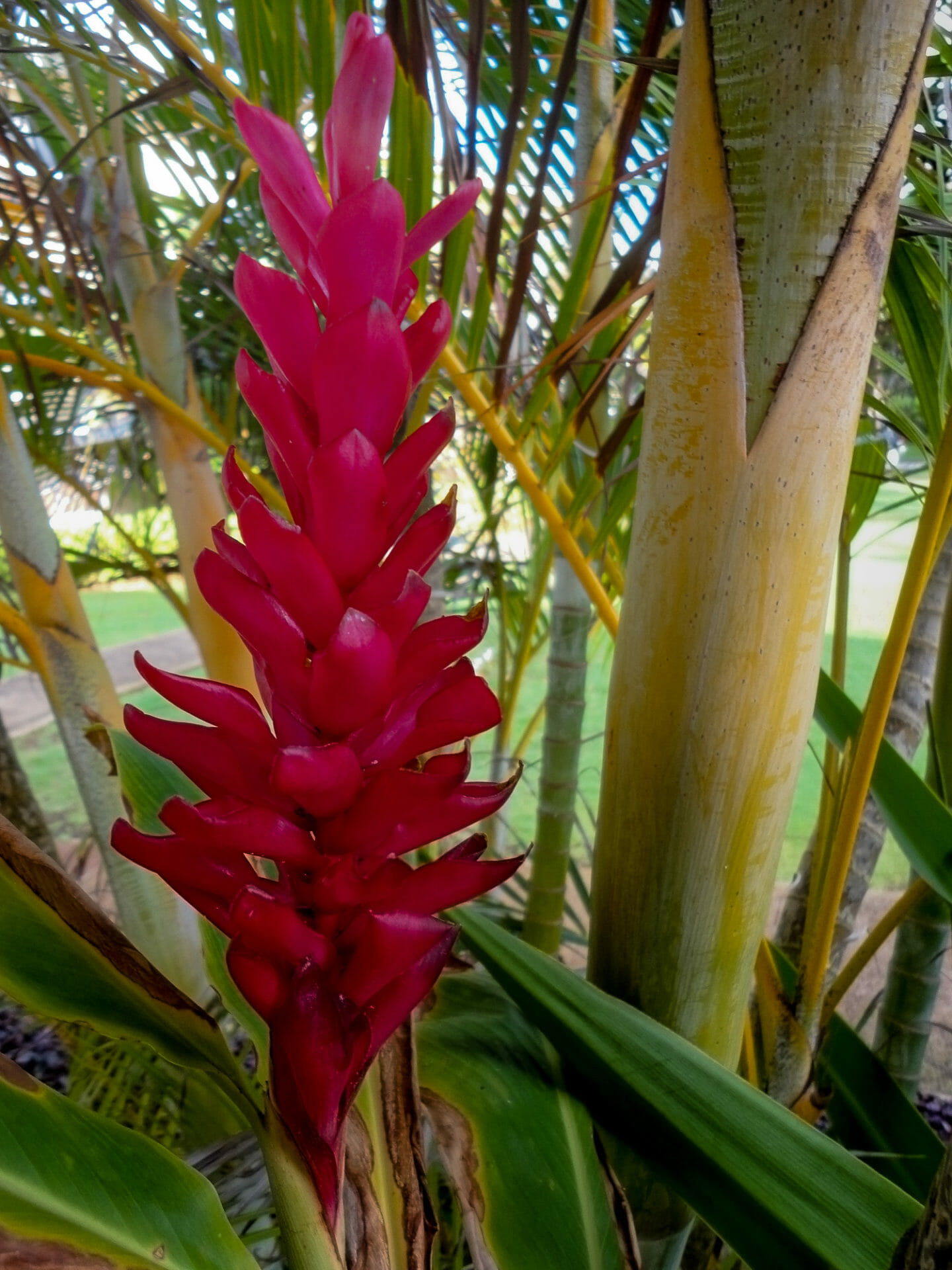 Ginger on Kauai