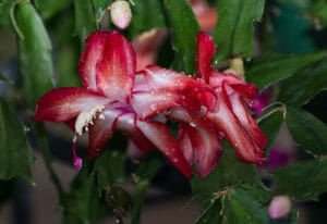 Our Christmas Cactus is finally in bloom!