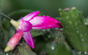 Our Christmas Cactus has red and purple blooms...another color is coming soon!