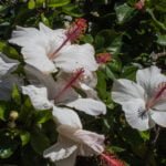 White hibiscus loving the sun