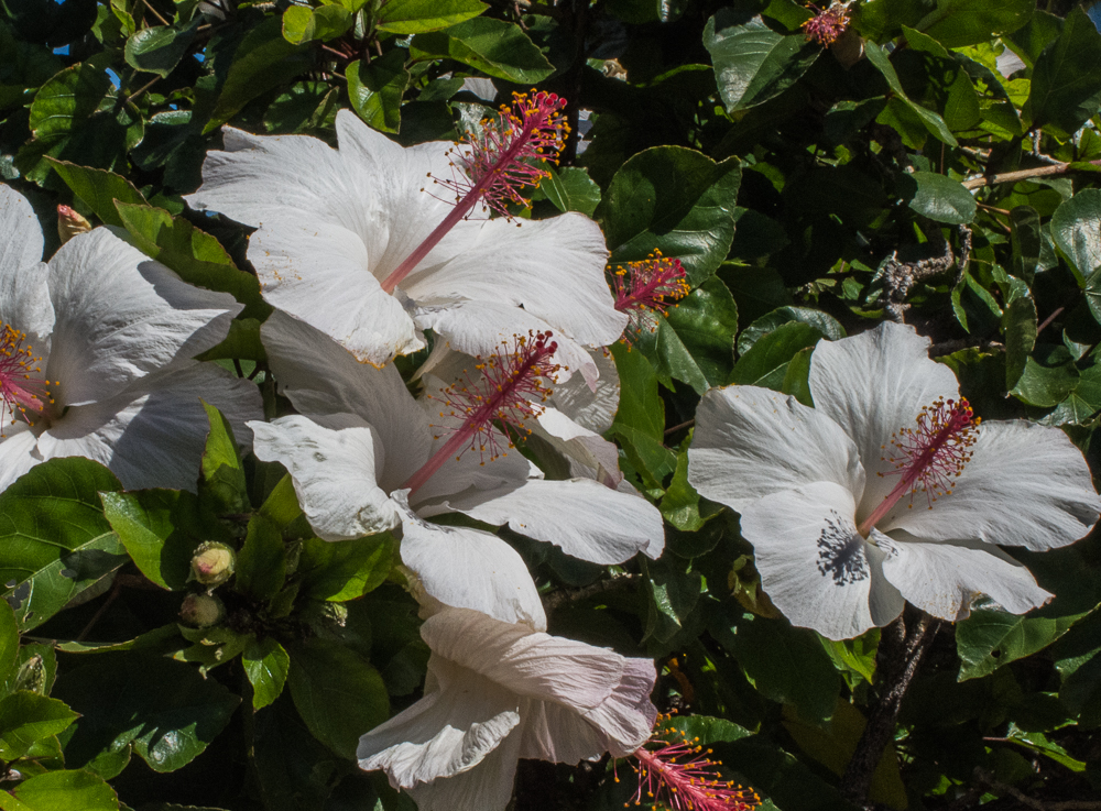 White hibiscus loving the sun