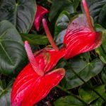 Anthurium?