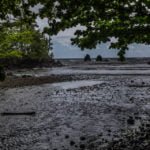 Onomea Bay