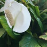 Peace lily in front of Hilton Hawaiian Village