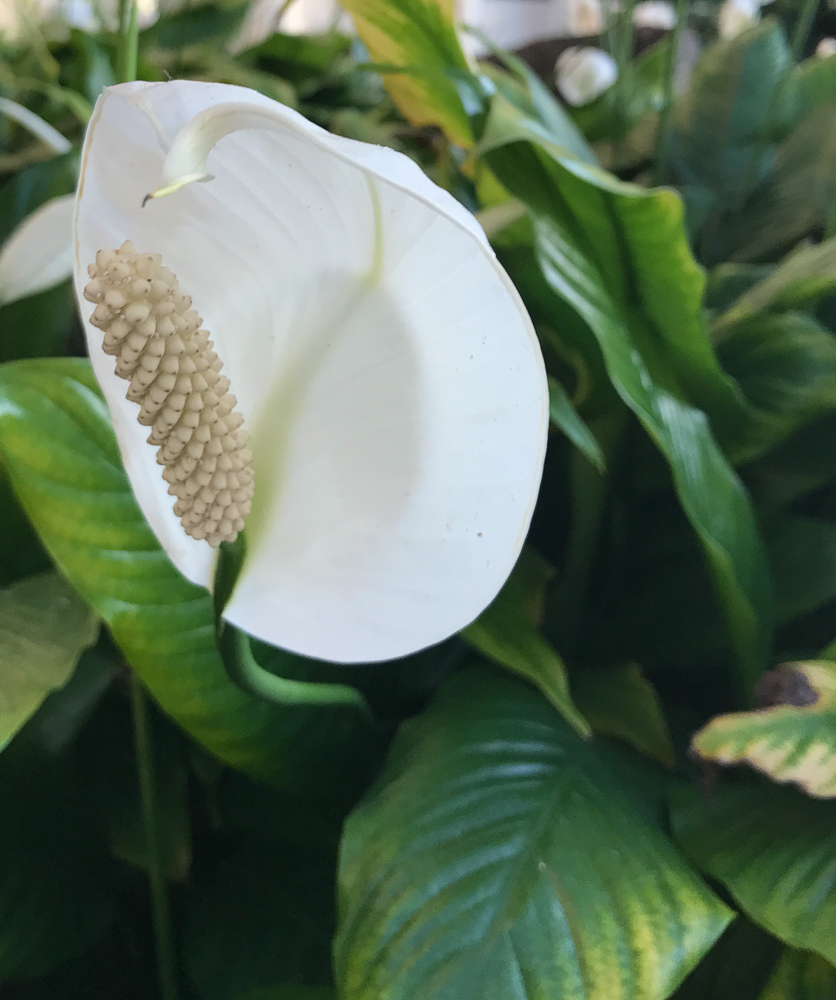 Peace lily in front of Hilton Hawaiian Village
