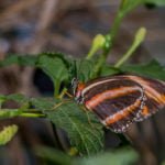 Butterfly Jungle 2017 #5