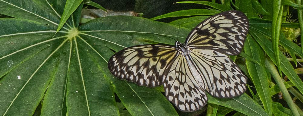 Butterfly Exhibit at San Diego Safari Park (1)