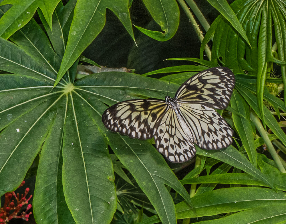 Butterfly spreading its wings at San Diego Safari Park
