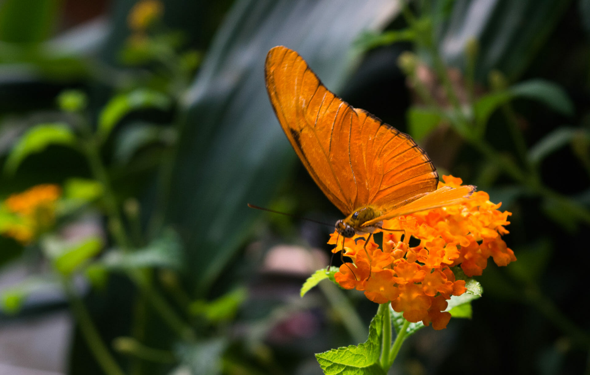 Butterfly Jungle #9