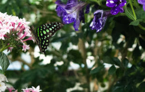 Butterfly Jungle #10