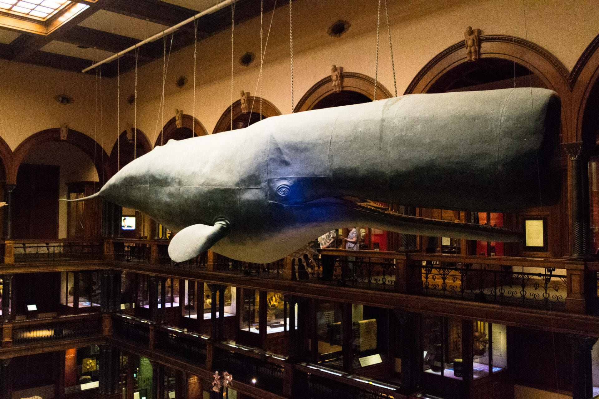 A whale of a time at Bishop Museum