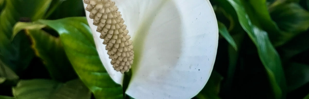 White lily on a sunny day