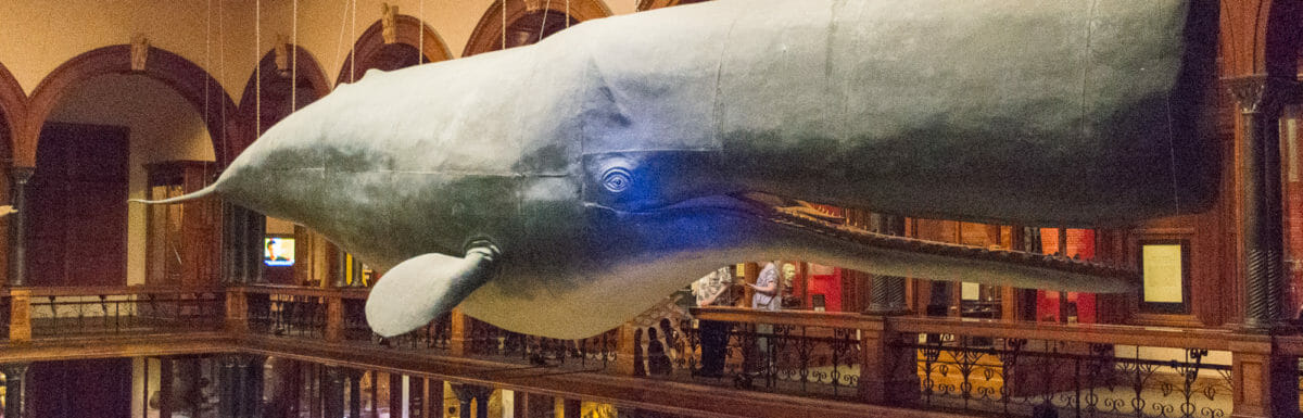 A whale of a good time at Bishop Museum