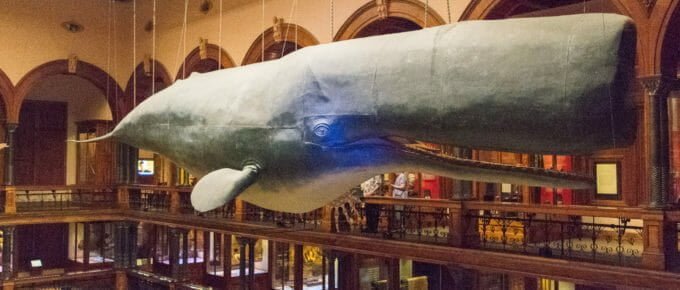A whale of a good time at Bishop Museum