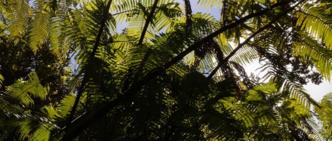 Along the trail at Akaka Falls