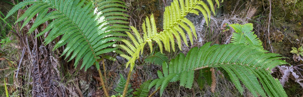 Fern growing out of tree at Volcanos National Park