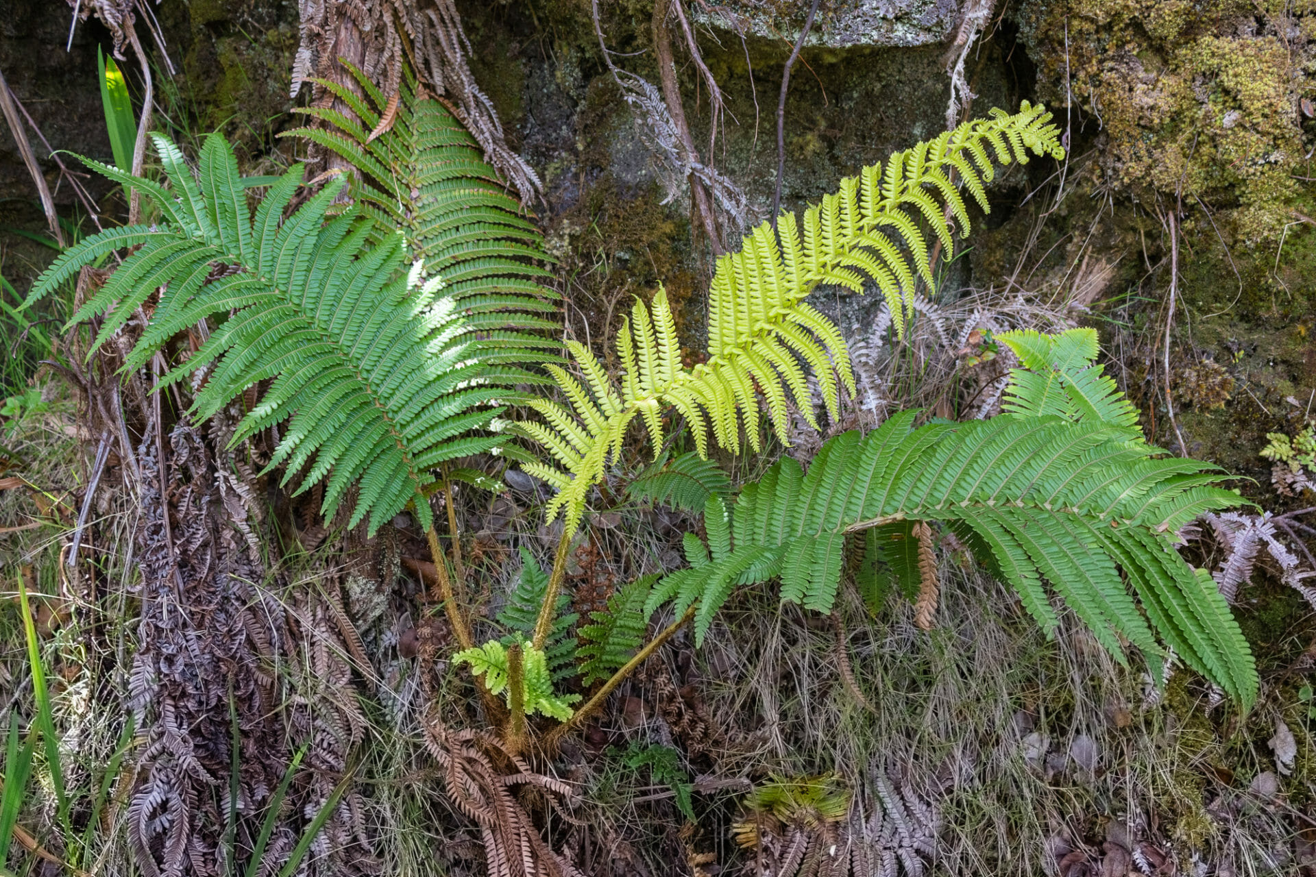 Fern growing out of tree at Volcanos National Park