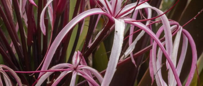 Lily fresh after the rain
