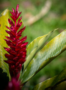 Hawaiian ginger is lovely at any time