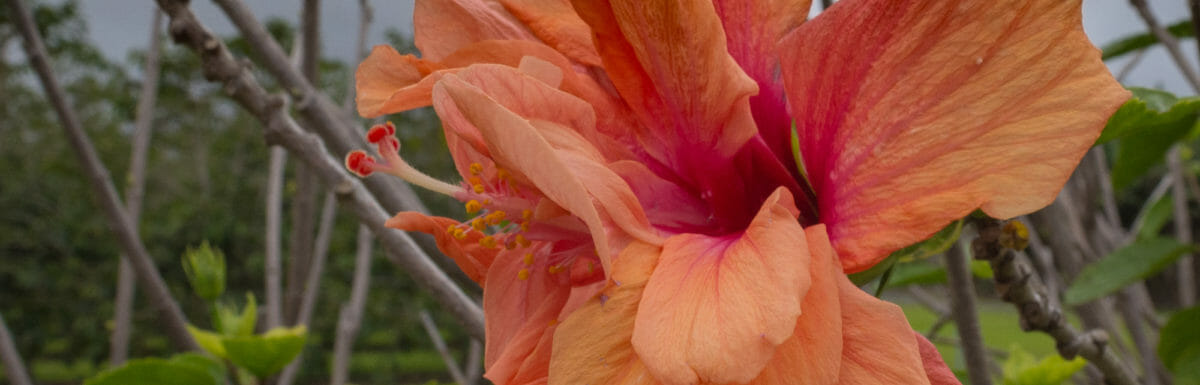Big Island Hibiscus