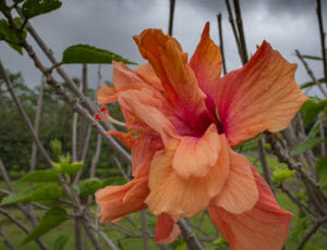 Big Island Hibiscus