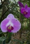 One of the orchids at Byodo-In Temple on O‘ahu, Hawaii