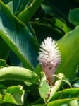 I photographed this flower during our trip to Akaka Falls in 2017, but have no idea what it is.