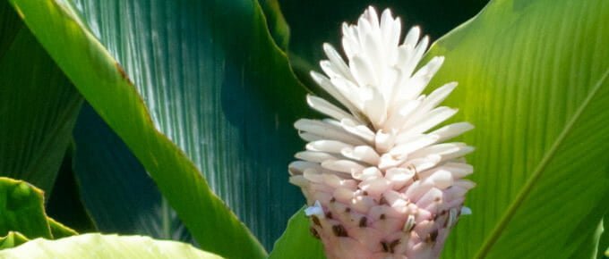 I photographed this flower during our trip to Akaka Falls in 2017, but have no idea what it is.