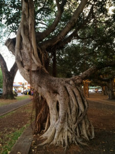 One of the banyan trees in downtown Lahaina