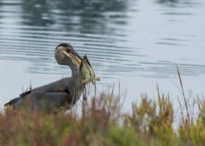 Hunter and prey