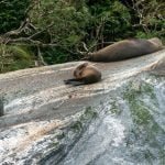 New Zealand Fur Seals resting