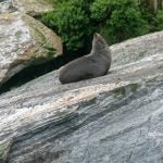 New Zealand Fur Seal