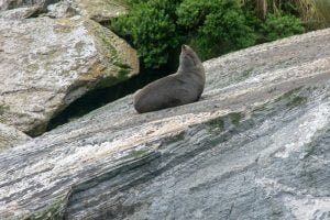 New Zealand Fur Seal