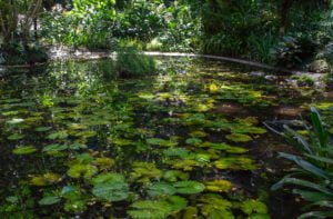 This pond is in the Lautoka botanical gardens.