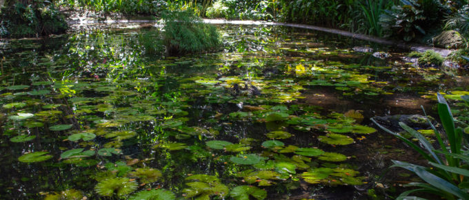 This pond is in the Lautoka botanical gardens.