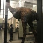 Meet the Moa
