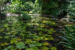 This pond in the shade was a welcome relief from the heat