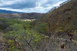 Over the canopy of tree tops