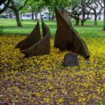 Hawaiian Yellow shower tree at Foster Botanic Gardens
