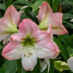 Stunning tropical flowers