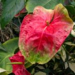 Anthurium at Foster Botanic Gardens